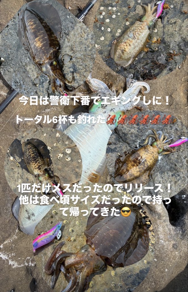 pokekanchan's tweet photo. 爆釣🦑🦑🦑🦑🦑🦑 https://t.co/mh3BKE614q