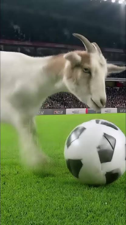 ValkStrikeX's tweet photo. Goat is on pitch https://t.co/xbFXRqrxy7