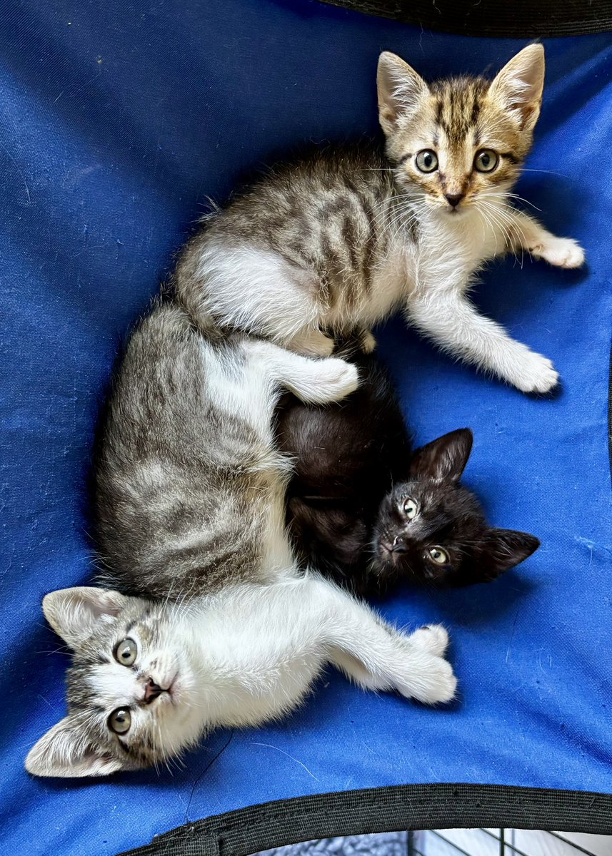 wowcats_ua's tweet photo. Чому так важко знайти родини навіть маленьким кошенятам? Розумію, що вони не такі гарні, як наплоджені вдома на продаж, але… Що робити з такими смурфиками, викинутими на вулицю, куди їх? https://t.co/BGidqVuEKr