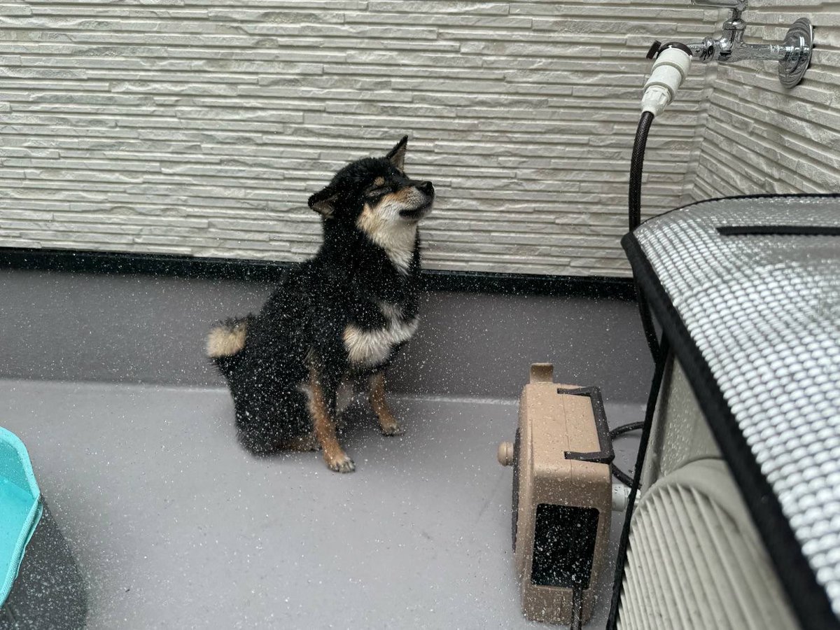 okogenox's tweet photo. デュエルスタンバイ（黒柴♂1歳）
#わんにゃん一旦納涼TONIGHT
#にじロイヤルカナン https://t.co/Pz7YYKJidh
