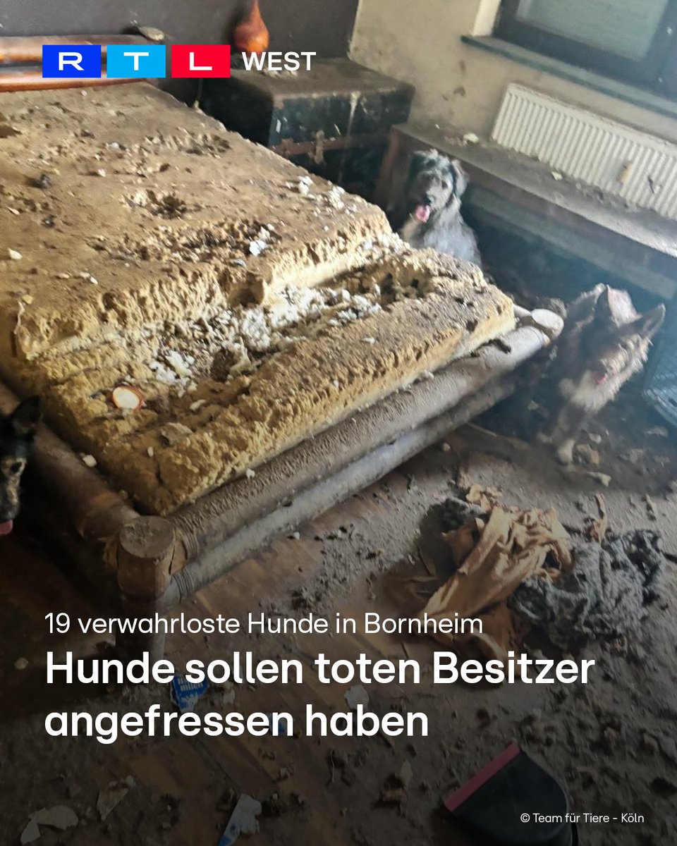 RTLWEST's tweet photo. Schockierender Tierschutz-Einsatz in Bornheim (Rhein-Sieg-Kreis): Tierschutz-Retter haben am Samstag (27.06.) in der Wohnung eines verstorbenen Mannes insgesamt 19 Hunde entdeckt. Die Tiere waren teils in einem erschreckenden Zustand – einige so stark ausgehungert, dass sie laut Tierschützer ihren verstorbenen Halter angefressen haben. Andere wurden ohne Futter und Wasser in Transportboxen gehalten. In einer brachte eine Hündin sogar vier Welpen zur Welt. Alle Hunde konnten lebend gerettet und auf mehrere Tierheime verteilt werden.