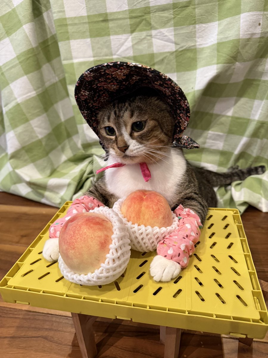 kokonananya's tweet photo. 農ラミ「まだ小ぶりの桃しか取れないのよ〜🍑また雨が続くしねぇ…」 https://t.co/B0kibQhsyb