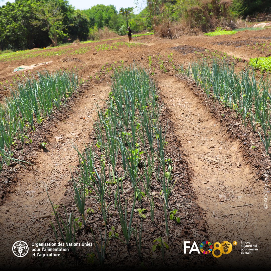 FAOGuinee's tweet photo. À Conakry #50x2030 lance la formation des formateurs des équipes de terrain pour le 1er passage de l'#EAAI 26/27 : ménages, parcelles, foncier, cultures, mesure des superficies & carrés de rendement
Renforcer les capacités nationales en vue d’1 enquête fiable
🇬🇳#AgriculturalData https://t.co/yKJ7pee2W8
