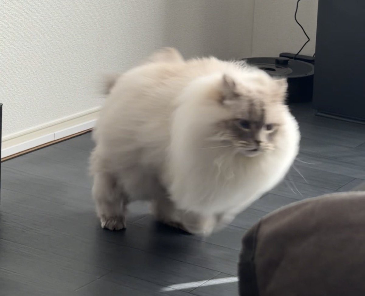 eleven11neko's tweet photo. ほぼライオン https://t.co/t0mqkrdK6V