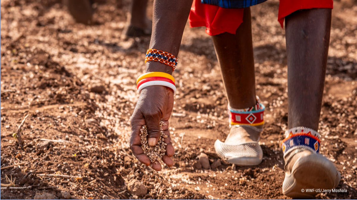 CAREClimate's tweet photo. Women are among the first to experience #climate impacts—&amp; the first to act. The CARE-WWF Alliance’s Sowing Change initiative supports women &amp; Indigenous leaders to build nature-based enterprises that restore landscapes and protect ecosystems. #IYWF
🔗https://t.co/rHgwbfV2Gv https://t.co/RjZ0dhLG50