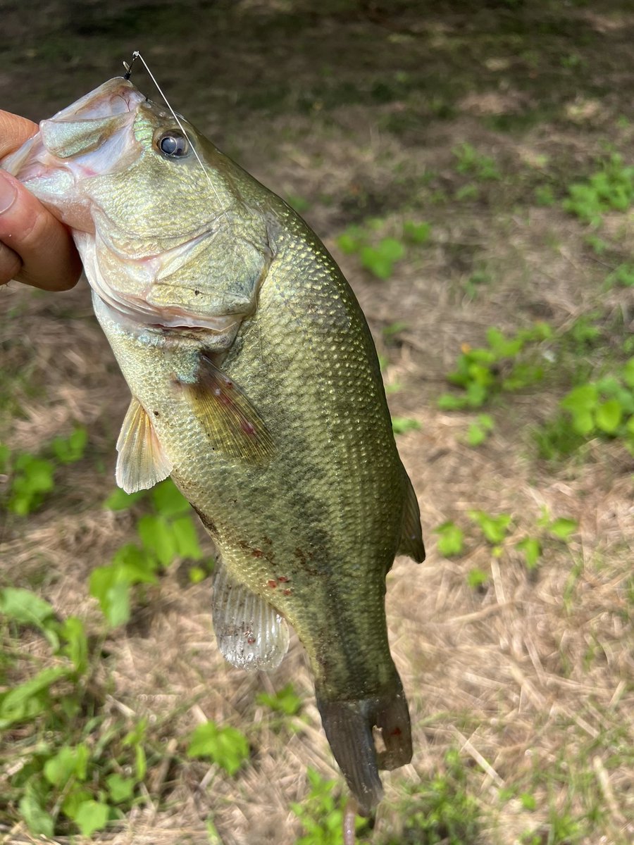 CC58027574's tweet photo. びん沼釣行

満月大潮周りは苦手ですが…
朝一を見事にスルー(凸)して

日中の時間帯で徐々に魚が
浮き始めたタイミングで1本！

エビ喰いバス
喉から髭が出てました。

ドライブクローラー4.5
ネイル1.8g
バランス良く好きですね https://t.co/wmT4DzIqzI