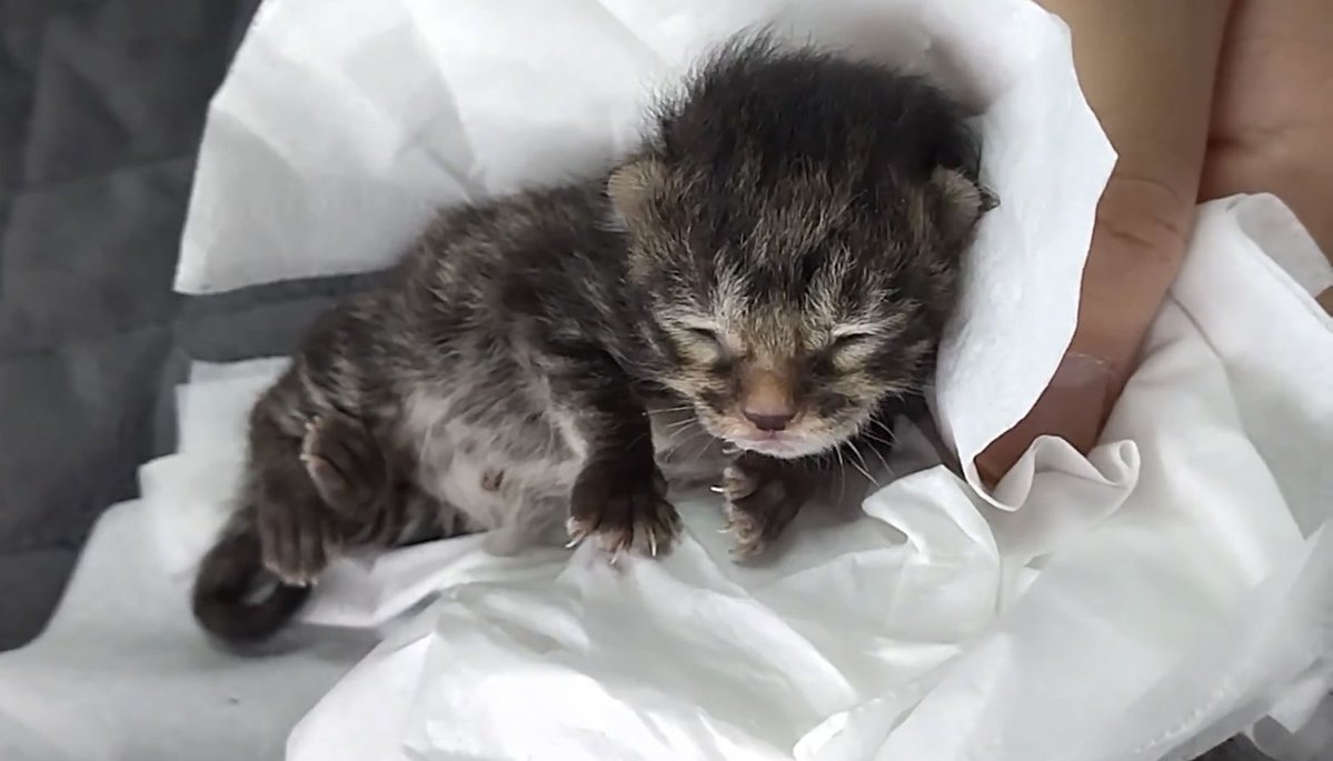 HappyCat222's tweet photo. みーにゃんズには「その前」のお話があります。
20歳でピコを見送った後のこと。 最高の名前を考えて迎えた、小さな小さなお姫様のこと。 そして、みーにゃんズとの出会い。
2年前に「いつか書きます」と言ったお話を、ようやくブログに書きました🐱
https://t.co/4cTseNMUFp https://t.co/HtzrLYzm4q