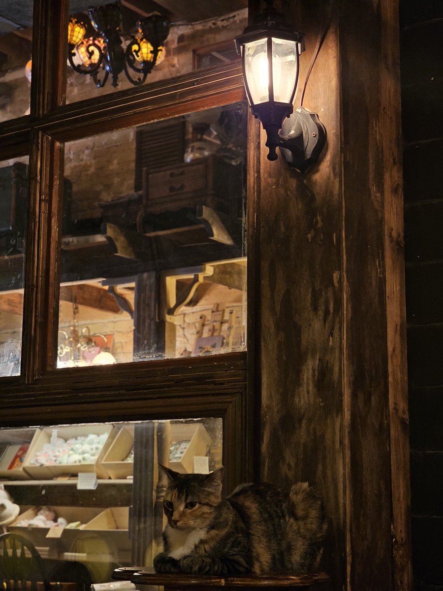ribbonsoir's tweet photo. forces u to look at more date photos. dessert and cat cafe... https://t.co/ln1h0XHKAc