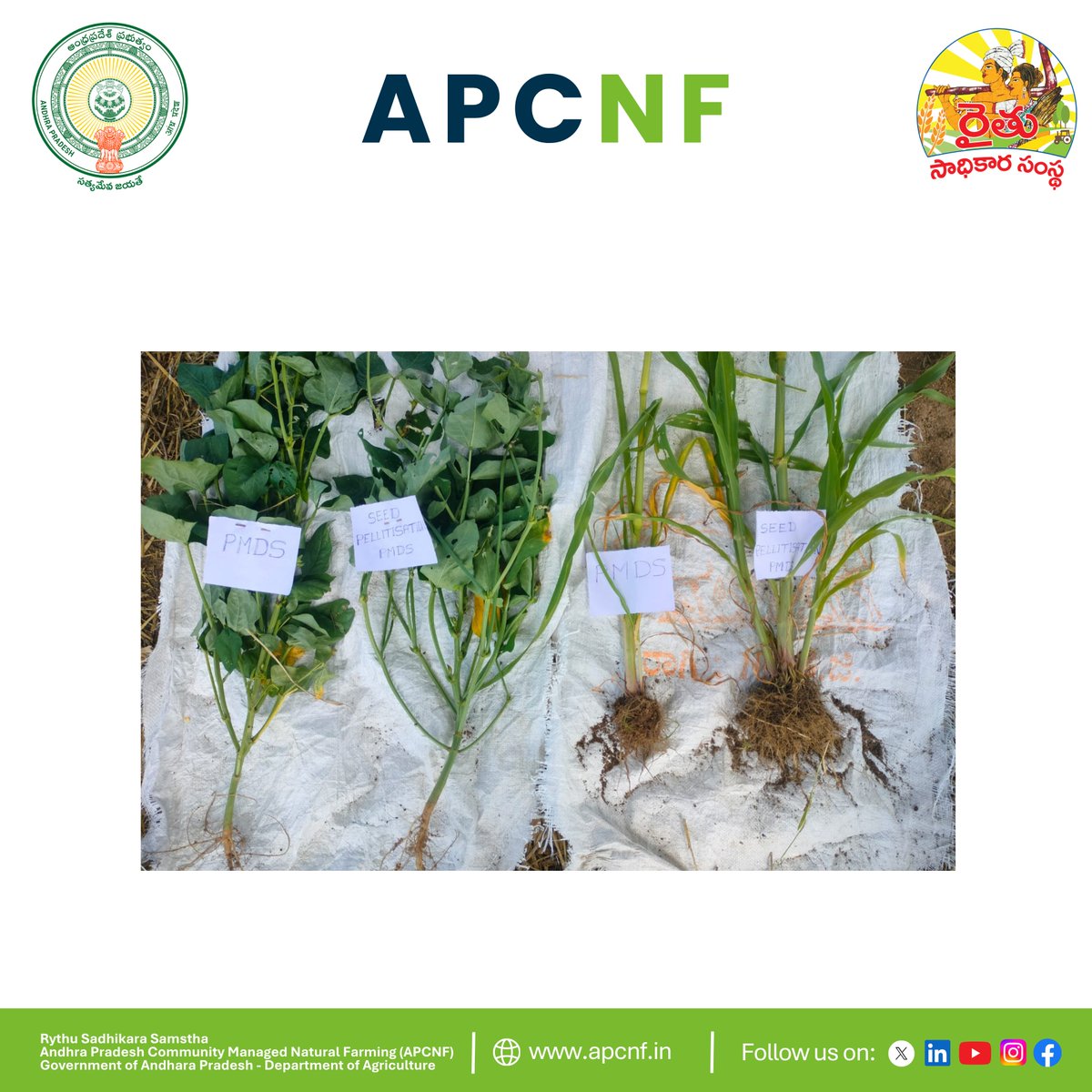APZBNF's tweet photo. "Resilient crops begin long before the first rains, with Seed Pelletisation and Pre Monsoon Dry Sowing "

In Pedaganuru village, Chittoor district, a comparative demonstration at the farm of ICRP farmer Sri Narayana Reddy highlighted the impact of PMDS with and without Seed Pelletisation. Uprooted crop samples clearly showed that Seed Pelletisation produced stronger root systems, better plant vigour, and healthier crop establishment. This simple yet powerful #NaturalFarming practice enhances early germination, improves soil health, reduces crop risk, and lays the foundation for resilient, climate ready farming.

"When I saw the roots, I realized the strength of a crop begins beneath the soil. Seed Pelletisation gives me confidence that my crop can withstand uncertain rains," says farmer Sri Narayana Reddy.

"Stronger roots are the foundation of resilient farms."

@vijaythallam @ap_agriculture @rajbudithi65 @AndhraPradeshCM @AgriGoI @icarindia 

#NaturalFarming #SeedPelletisation #PMDS #SoilHealth #APCNF #AndhraPradesh