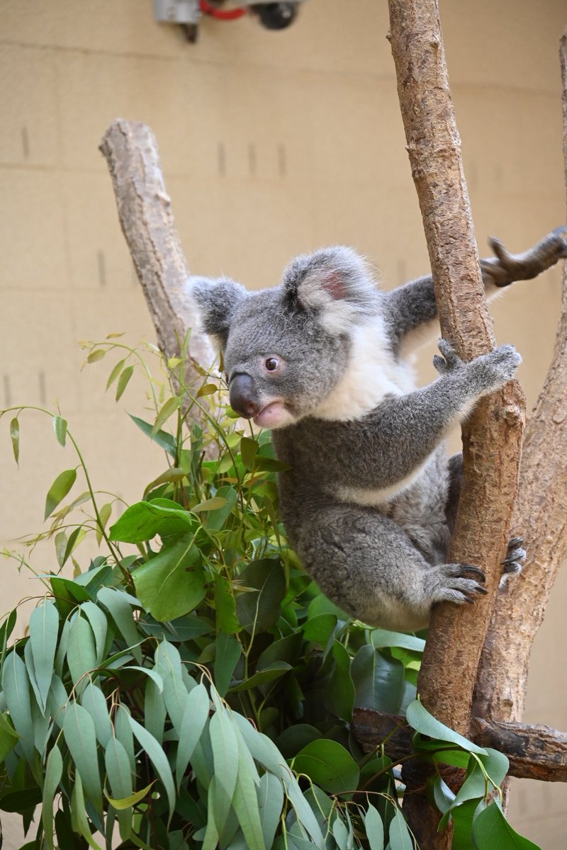 hapi_koala's tweet photo. シャイジャーーーンプ🐨💨
2026.6.28  #シャイニー #コアラ #王子動物園 https://t.co/RXPhMirBuf