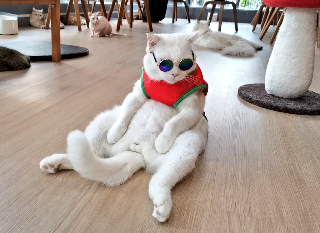kenopenminded's tweet photo. チェンライ着いて街ブラしたり猫カフェでマンゴースムージー飲みながらマッタリしてました〜その後バスターミナル近くで食べたカオソーイが激ウマ😋

 #CatACupCatCafe
 #KhaoSoiRestaurant https://t.co/XmnMPijIIC