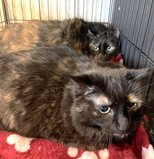 sachikoko's tweet photo. 👉🏽SENIOR ALERT🙏🏽PLZ SHARE
💞Shy, Affectionate 8-9YO #Senior #Bonded #MaineCoon Mix Sisters BIG CAT &amp; LADY CAT💞
📢Need A Quiet #FureverHome🏡Together
▶4 Info https://t.co/wyZHAVFPfG
🙏🏽#Adopt
#WalnutCreek #CA #ContraCostaCounty
✅Adults @AdoptRescueCats (CP)
#RehomeHour #US #CATS https://t.co/IcUVzfgKDl