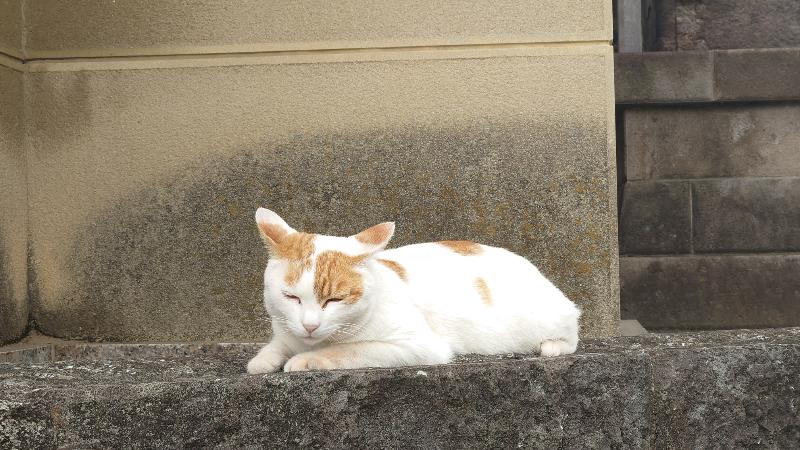 MishlaPlus's tweet photo. 由来をよく知らない神社て猫を拝む https://t.co/fLBbc7rqap