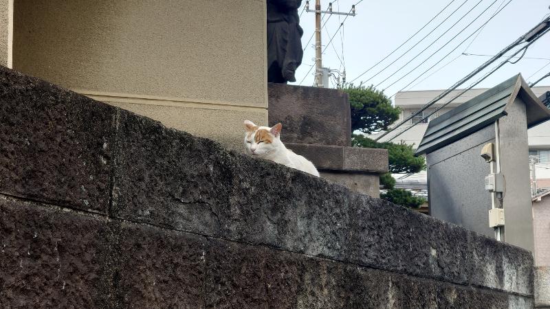 MishlaPlus's tweet photo. 由来をよく知らない神社て猫を拝む https://t.co/fLBbc7rqap