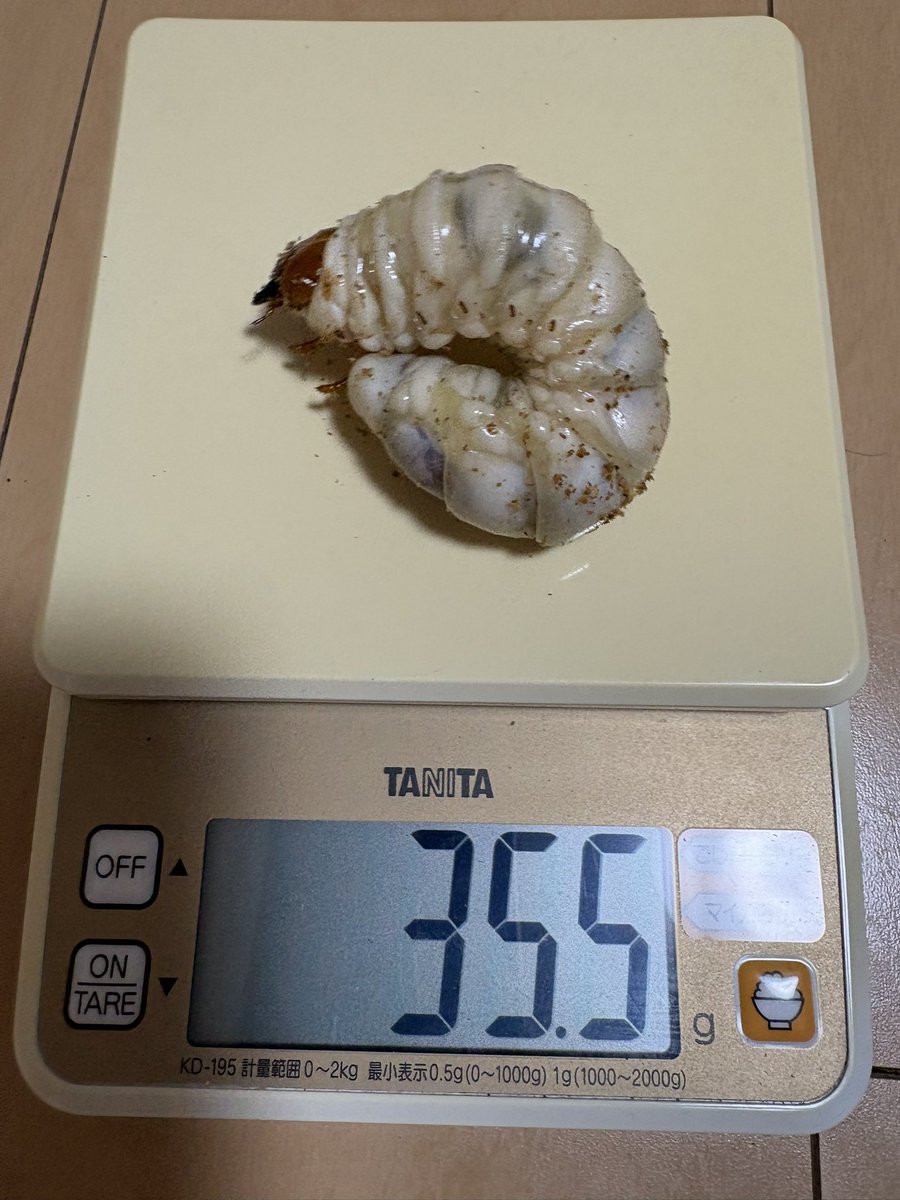 eggkakemesi's tweet photo. アルナーチャルアンテWF1、2本目3ヶ月で前触れ無く暴れ出したので緊急でマットボトルへ交換。前回39.5gからのダイエット😞この菌糸を上手に食えてない印象😵2オスしかいないうち頭幅が大きい方(15.2mmと14.7mm)だったのでもったいない気持ち https://t.co/lBn2oVboyM