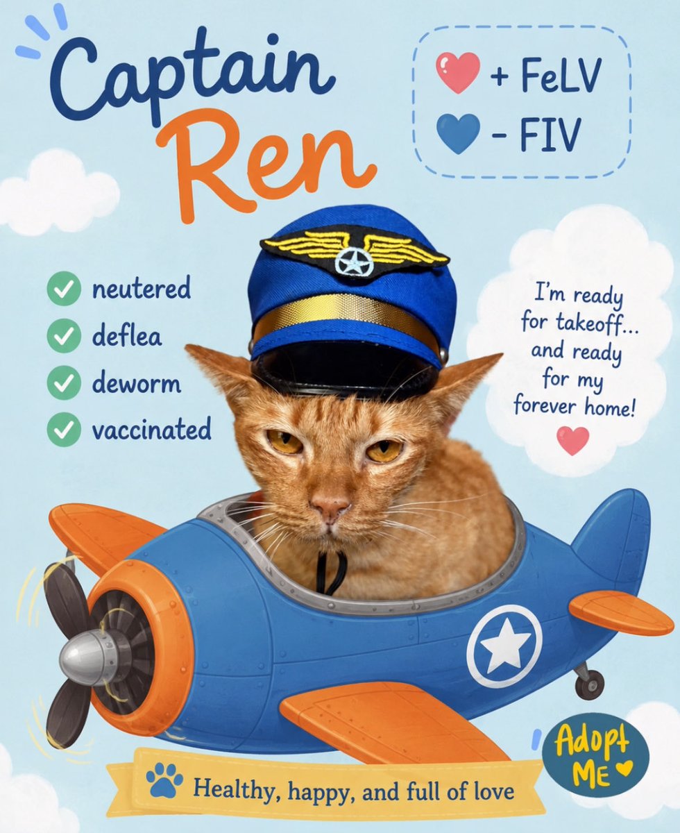 itsybitsymin's tweet photo. Cats from Camp Meow Meow looking for forever homes. ❤️

If you are interested in any do reach out, we can go over the FeLV positive ones in dms. Captain Ren is doing better dah after his steroids injection https://t.co/Z58VV3OpeH
