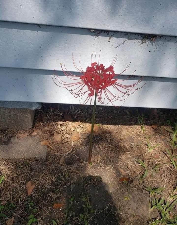 animeposts's tweet photo. Found this red flower in my backyard, what should I do? https://t.co/rrBpC6NE5a