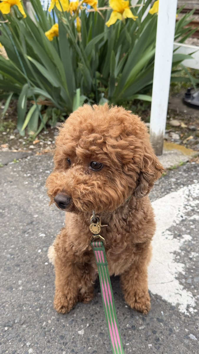 HRcyn5's tweet photo. うちのワンコより凛々しい犬見たことない https://t.co/KTkXBPEgAp