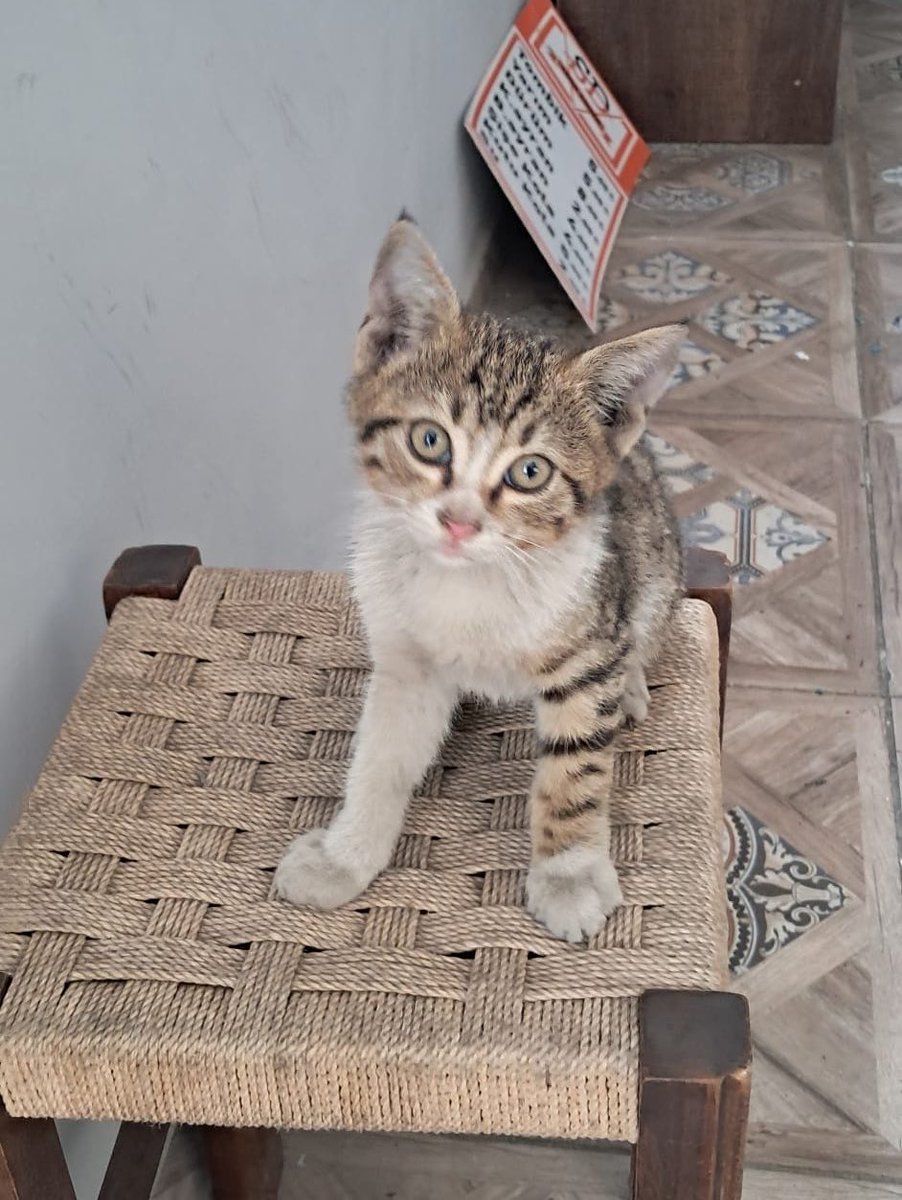 kediipatisi's tweet photo. Bu çocuğa dönerci bir abi bakıyordu maalesef kedilere baktığı için patronuyla tartışmış ve işten çıkacakmış. Ben çıkmadan bu kediye yuva bulur musun dedi acil olarak yuva ya da güvenli bir alan arıyorum 
Esenler İstanbul https://t.co/ZZnfs3sCvm