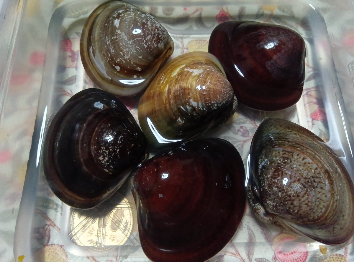 kisake3's tweet photo. 三重産はまぐり（サイズは左下の500円玉比較）
681円の半額なら買いたくなるよね？ https://t.co/d7FLN8IqSS