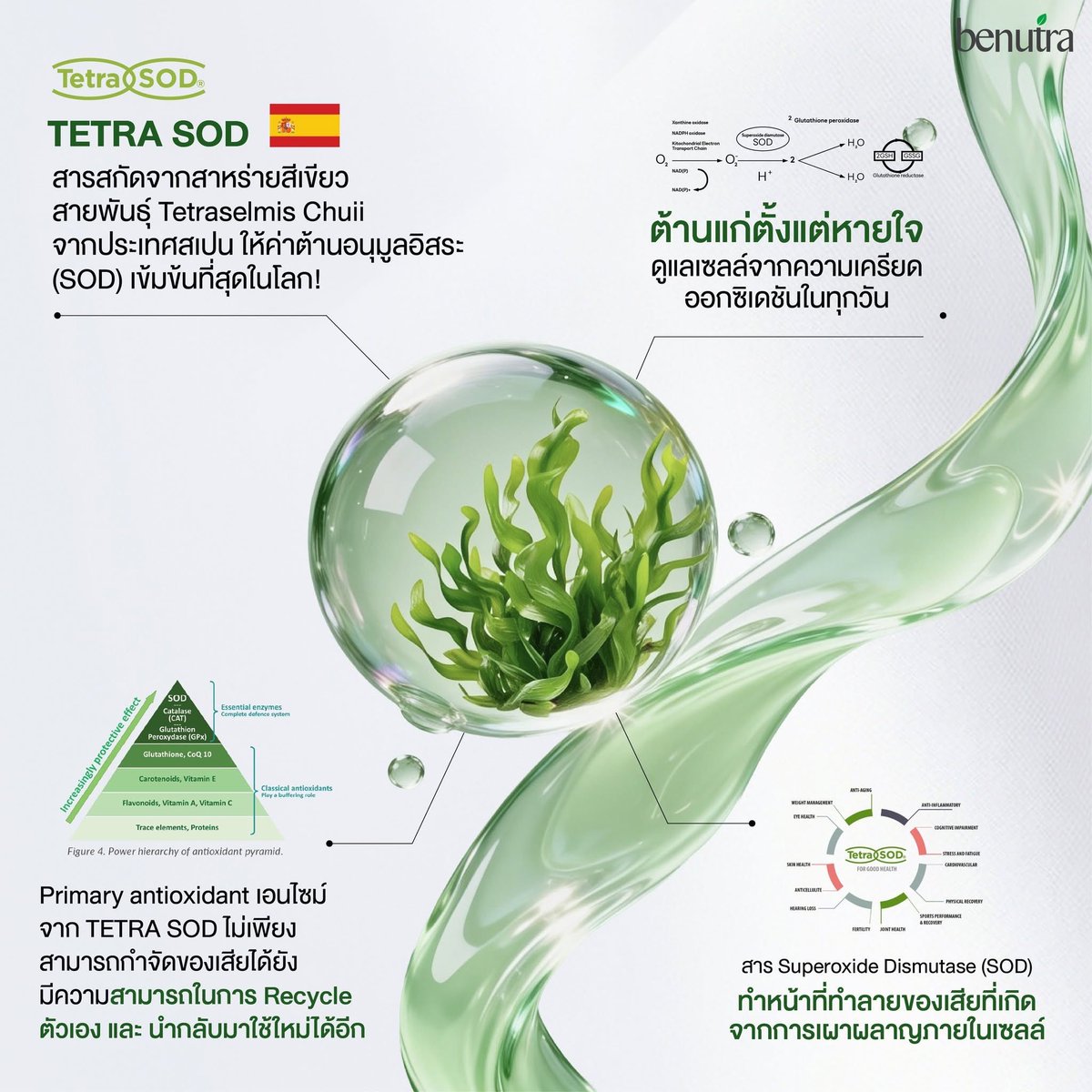 benutraofficial's tweet photo. เปิดงานวิจัย 3 กลไกต้านอนุมูลอิสระ 
Tetra SOD - Astaxanthin - Coenzyme Q10 และนวัตกรรม Organogel ดูดซึมดีขึ้นคงสภาพสารสำคัญ

TETRA SOD PRO รวม 3 พลังสารสกัดธรรมชาติ เพื่อการต้านอนุมูลอิสระและชะลอวัยอย่างเต็มประสิทธิภาพ 

- Astaxanthin
สารสกัดสาหร่ายสีแดงจากญี่ปุ่น
ช่วยดูแลผิว ลดริ้วรอย พร้อมปกป้องดวงตาจากรังสี UV

- Tetra SOD
สารสกัดสาหร่ายสีเขียวจากสเปน
ให้ค่าต้านอนุมูลอิสระสูง ช่วยปกป้องเซลล์และชะลอความเสื่อมลึกระดับเซลล์

- Coenzyme Q10
สารต้านอนุมูลอิสระที่ร่างกายผลิตได้เอง
ช่วยเสริมพลังงานให้เซลล์ พร้อมดูแลผิวให้ดูเรียบเนียน อ่อนเยาว์

อัปเกรดด้วย Organogel Innovation
ช่วยคงสภาพสารสำคัญ และเสริมการดูดซึมได้ดียิ่งขึ้น

3+1 Synergy Formula
เพื่อการปกป้อง ฟื้นฟู และดูแลร่างกายในทุกวัน