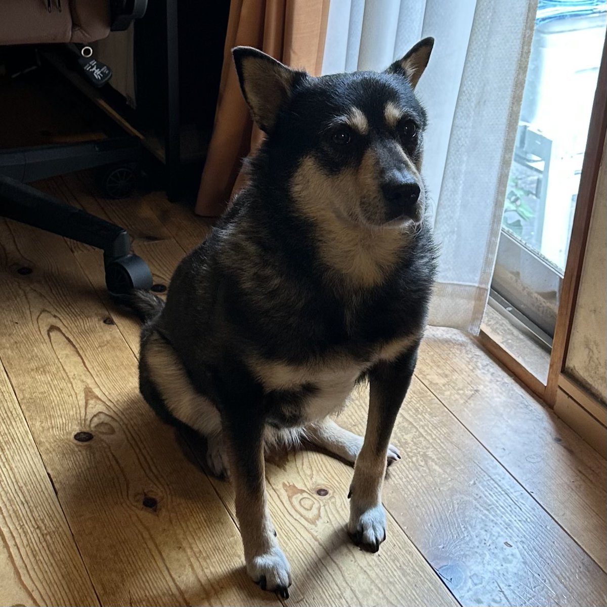 samiversetv's tweet photo. すみません！
3日連続になりますが本日も配信おやすみします💤

逆光モッサリん🐶 https://t.co/y570jhnSG6