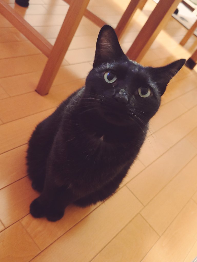 ImpCats's tweet photo. ハンターハンターまた読み返さないとダメか。
てかキングダムもそうだけど登場キャラ多すぎて名前が全然覚えられず何となく読んでるところもあるが、みんなちゃんと覚えてるんか？ https://t.co/brBXsLVy2Z