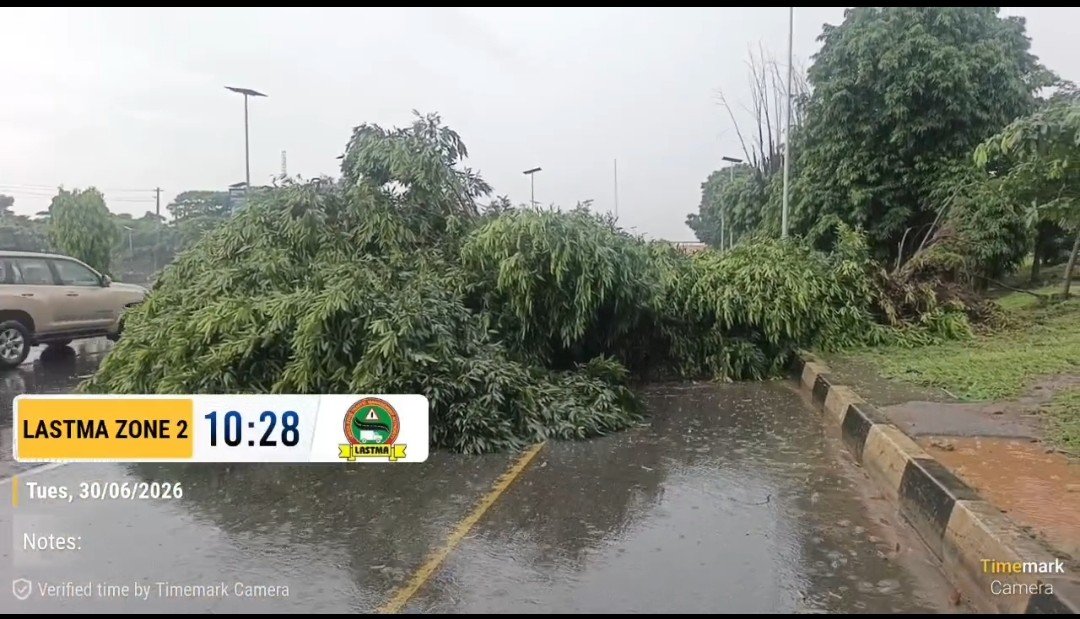 followlastma's tweet photo. [10:55AM]
#LagIbdExpWay 
 #Tollgate
 #7UP
#FallenTree

Photographic evidence confirms that multiple trees have been uprooted at the 7Up Intersection near the FRSC post, causing significant traffic congestion extending backward to the Emergency Centre. 

Our personnel are currently on-site, actively cutting and clearing the affected trees to restore vehicular passage and ensure unhindered movement for motorists. 
#FollowLASTMA
@TrafficChiefNG