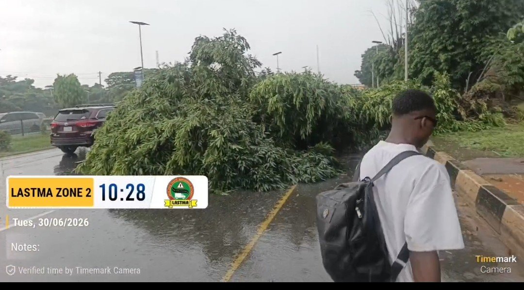 followlastma's tweet photo. [10:55AM]
#LagIbdExpWay 
 #Tollgate
 #7UP
#FallenTree

Photographic evidence confirms that multiple trees have been uprooted at the 7Up Intersection near the FRSC post, causing significant traffic congestion extending backward to the Emergency Centre. 

Our personnel are currently on-site, actively cutting and clearing the affected trees to restore vehicular passage and ensure unhindered movement for motorists. 
#FollowLASTMA
@TrafficChiefNG