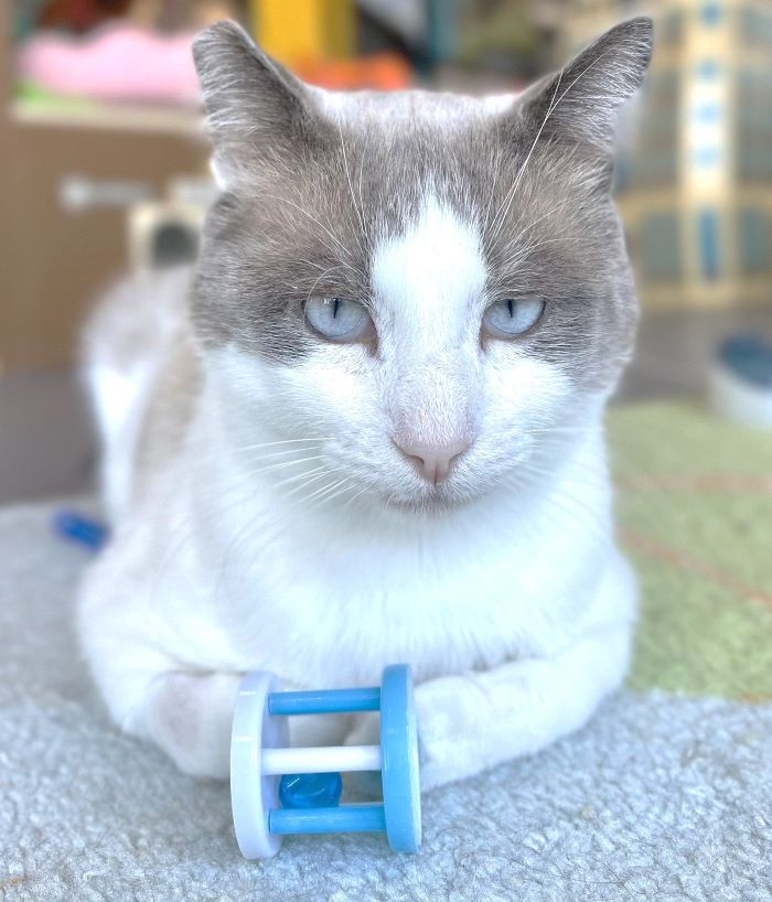 sachikoko's tweet photo. 🙏🏾PLZ SHARE
💙Sweet, Talkative 5YO Snowshoe #Siamese Mix Kitty "MELBORNE"💙
🔊Needs A Cat Savvy #FureverHome🏡With A Cat Buddy
▶https://t.co/g1NS9Eedro
🙏🏽#AdoptDontShop
#Oakland, #CA #SF #BayArea
▶️https://t.co/FCtnqRcx23
☑️Cats☑️Older Kids #CatTownOakland
#RehomeHour #US #CATS https://t.co/oK5dOIUkyd