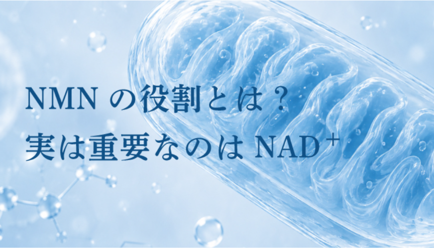 mirailab_jp's tweet photo. 新しいNMNコラムを公開しました。

「NMNの役割とは？実は重要なのはNAD⁺」
🔗https://t.co/HCpY0llHb2

ぜひご覧ください。 https://t.co/Dv6Iu2BkDX