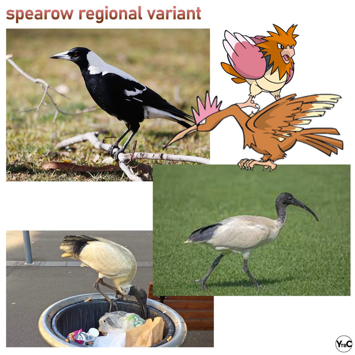 ytbc_13's tweet photo. Spearow regional variant that is also my country's bastard birds (affectionate) #pokemon https://t.co/XLK8Nkawx6