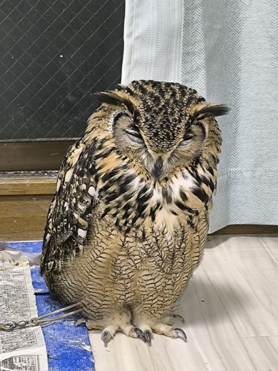 HachuToMoke's tweet photo. イエティのあかちゃんかな？ https://t.co/1icbLkd8sw