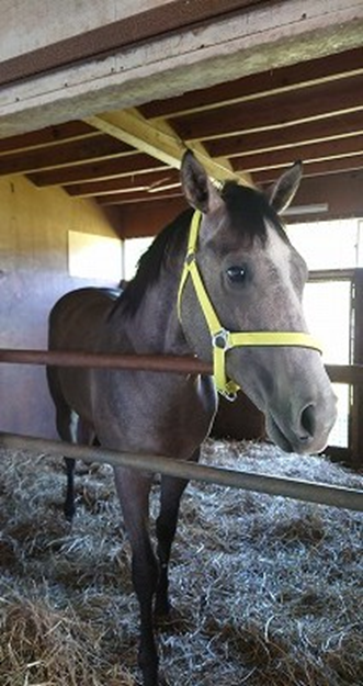 knt_entame's tweet photo. ＼ツアー終了の御礼／
🐎TBS 系日曜劇場『ザ・ロイヤルファミリー』公式ツアー
🍁競走馬のふるさと・日高地方の聖地巡礼へ🏇
全国から参加の「競走馬🐴」の皆様、お疲れ様でした！
ご協力いただきました皆様に改めて御礼申し上げます。
 #ロイヤルファミリー
(©2019 K.Hayami/SNCS  ©T/T) https://t.co/2OgZKzuMS4