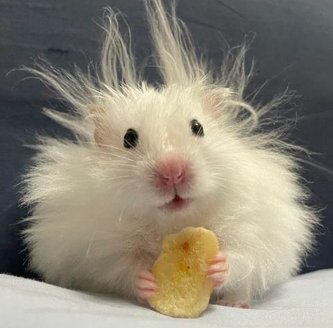 smallishbeans as hamsters tweet media