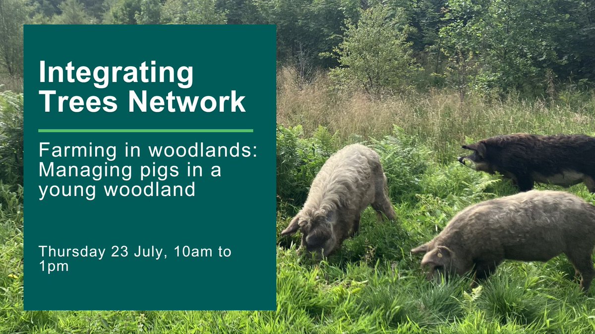 scotforestry's tweet photo. Integrating Trees Network event - 23 July, Dalry

Join us to explore how trees and livestock can work together. The free event includes a visit to Brodoclea Woodland Farm to see how pigs are managed in a young woodland.

Book your place: https://t.co/48Bd1XRALq #IntegratingTrees https://t.co/rScq8vnumU