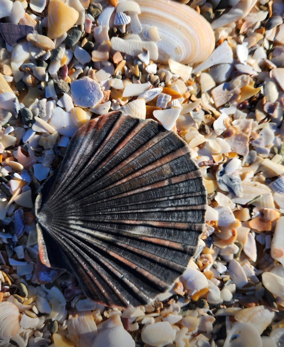 Ajwakbot's tweet photo. 🌊 🐚
#Auckland https://t.co/6yUefgwofm