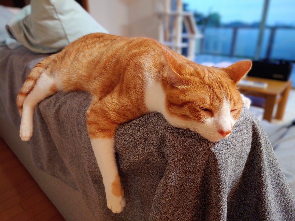 chatamomi_diary's tweet photo. あー食った食った
#猫
#保護猫
#猫好きさんとつながりたい
#猫写真
#mnc_cat
#いすみ市
#猫のいる生活 https://t.co/tFQhEl1Fy9
