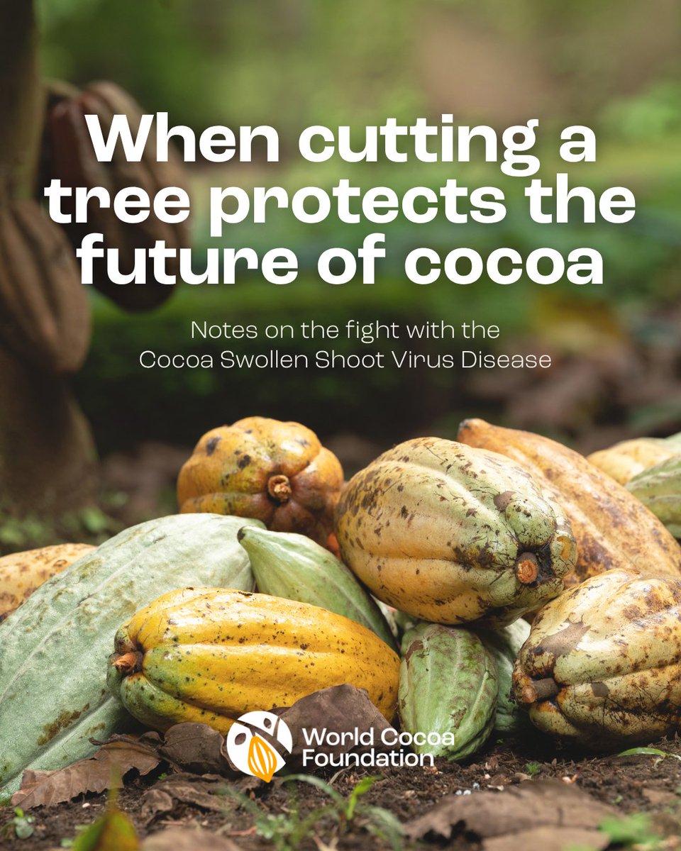 WorldCocoa's tweet photo. 1/5

Cocoa Swollen Shoot Virus Disease is not only a farm problem. https://t.co/0El2WSF4jZ