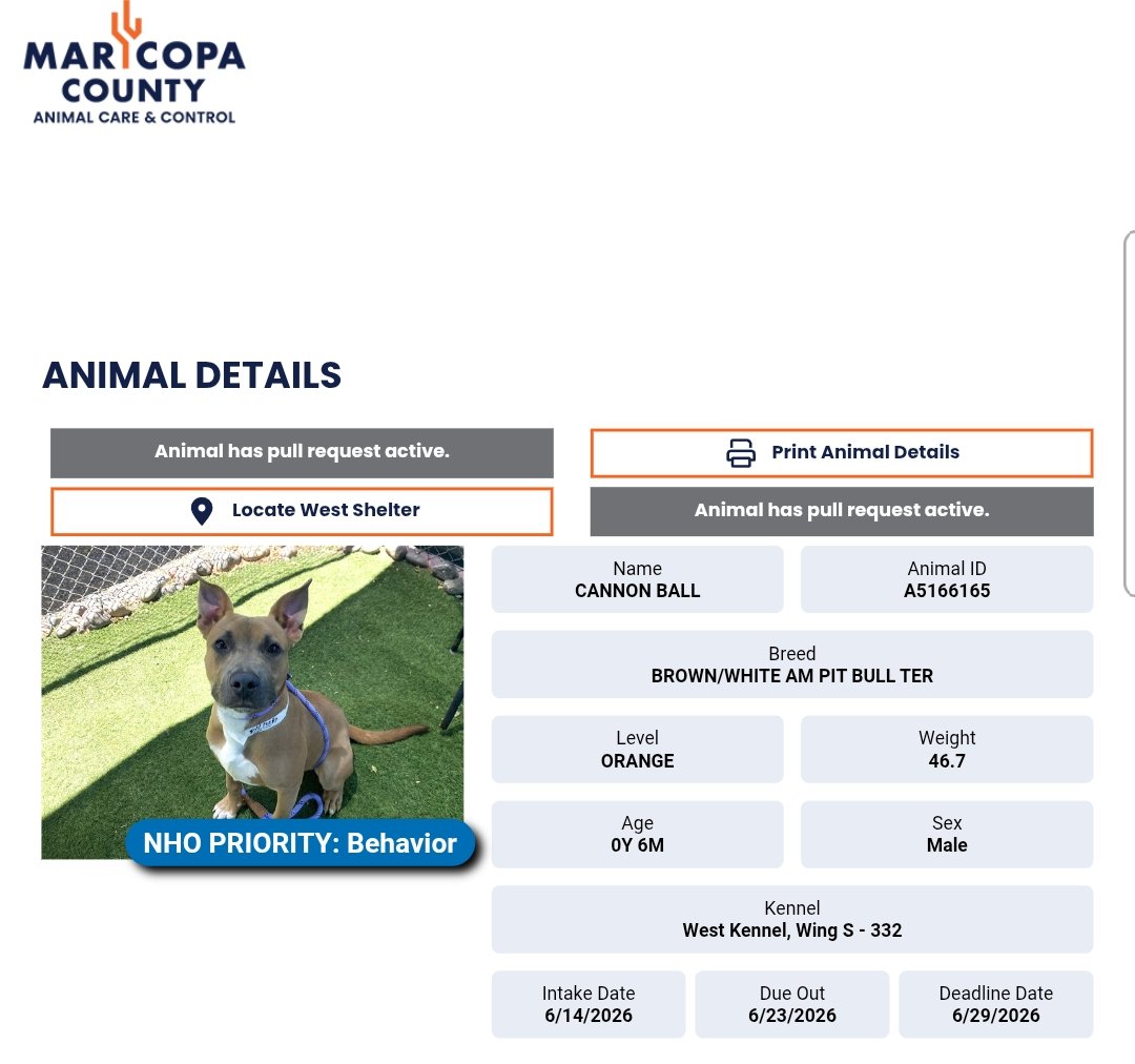 itsadogslifersq's tweet photo. Puppy Cannonball is safe with a rescue tag. ❤️🙏🐾
Our friends in need of help today 6/30‼️@ #MCACC
2yo.#pitbull mix WINX
8yo.#plotthound mix KINGMAN
Both holding out to be seen & saved in #Phoenix #az
Please #adopt, or #foster at ZERO COST for you
⬇️
https://t.co/1cFmoaFT9A https://t.co/sZMKA2QpAa