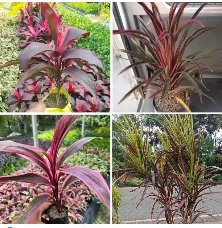 Greenthumbhort's tweet photo. The Ti Plant is admired for its vibrant red, pink, and green foliage, making it a favourite for modern landscapes and decorative pots.
✔Brightens any environment
✔Thrives in tropical climates
✔Perfect for gardens, entrances, and offices
✔Easy to maintain
#TiPlant #Cordyline https://t.co/PeuljVYRRN