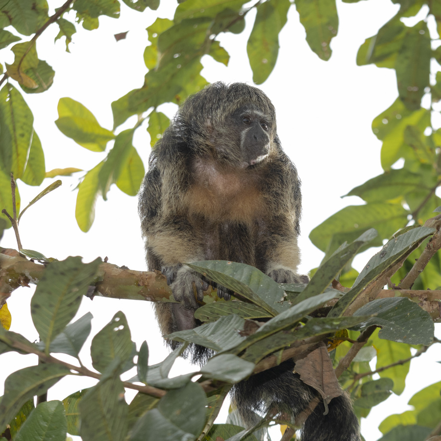 AMAZlNGNATURE's tweet photo. After more than 80 years, Vanzolini's saki was finally seen alive again

Researchers rediscovered the rare Amazon monkey deep in the rainforest after decades without a confirmed sighting https://t.co/2yhDCh6aqY