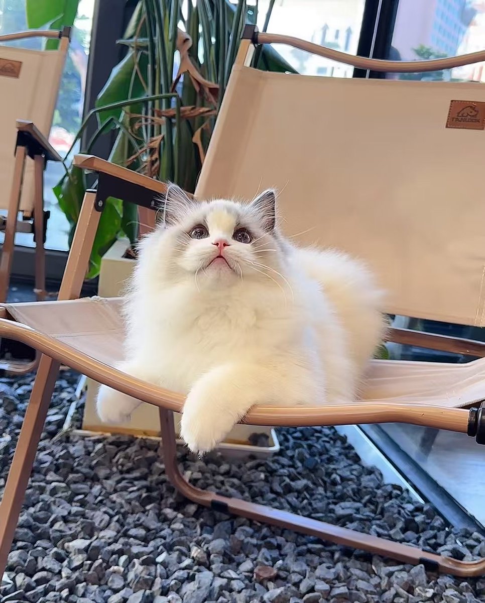 GamerzNanu81999's tweet photo. My little furball hit 3 months old today! Watching her tiny paws get bigger and her curious eyes light up every day is the sweetest magic  Love this messy, warm little life growing right beside me!， https://t.co/bJURfbBzpB