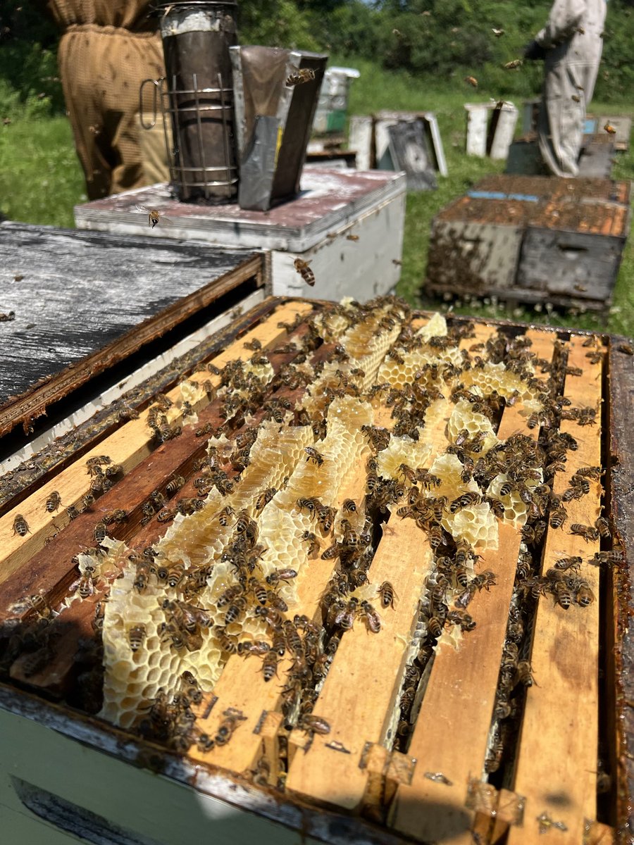 ambrosian_co's tweet photo. Our first round of honey supers are filled with northern wildflower honey.

I’m always amazed of the unique taste and profile of local honey. https://t.co/ijEQKmpCUH