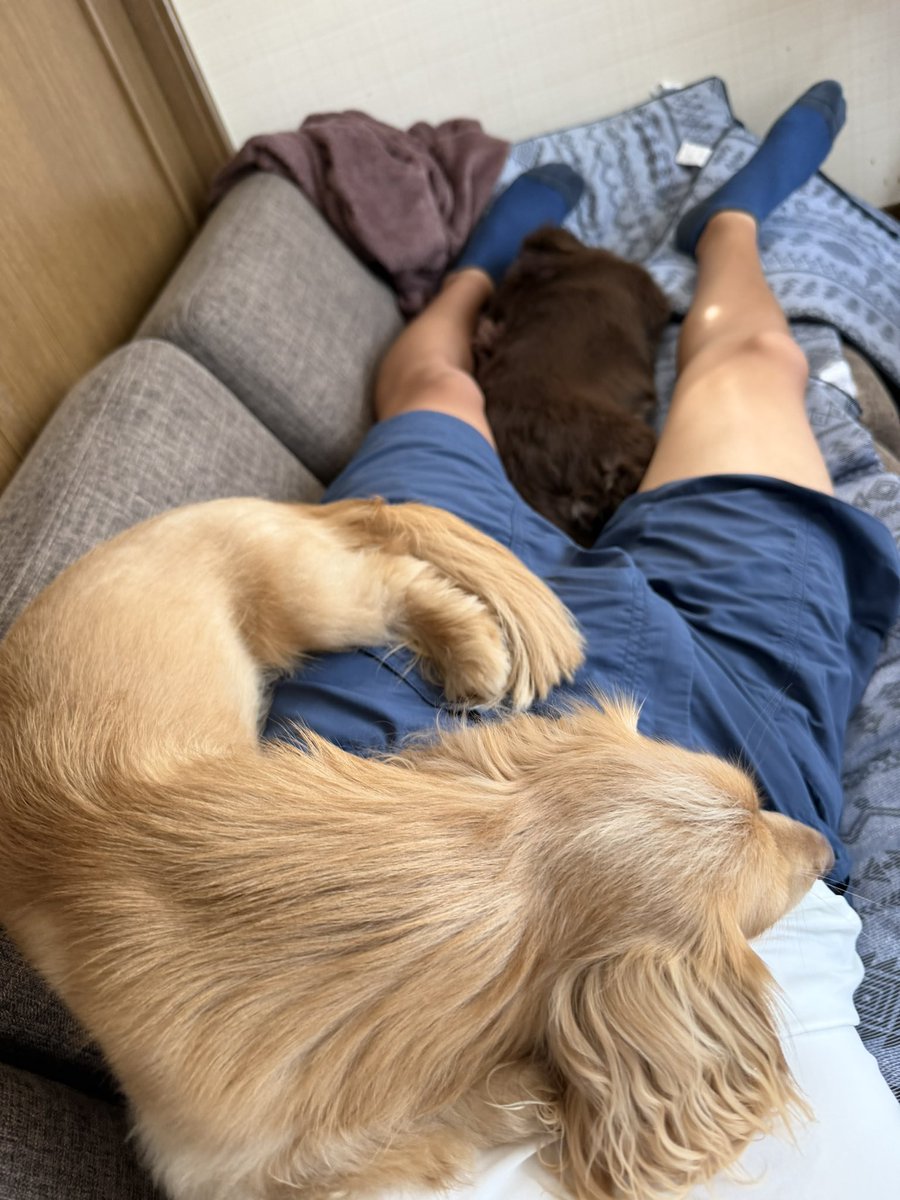 yneqlv's tweet photo. W杯3試合見てマクド食べて犬と昼寝してたら休みが終わってしまった

もう働けません https://t.co/pCQtf8SwSz