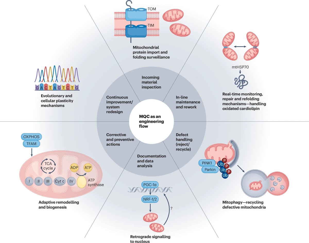 agingdoc1's tweet photo. Mitochondrial quality control in human ageing and longevity

https://t.co/QgHnnT1rek https://t.co/yywNv5fNH7