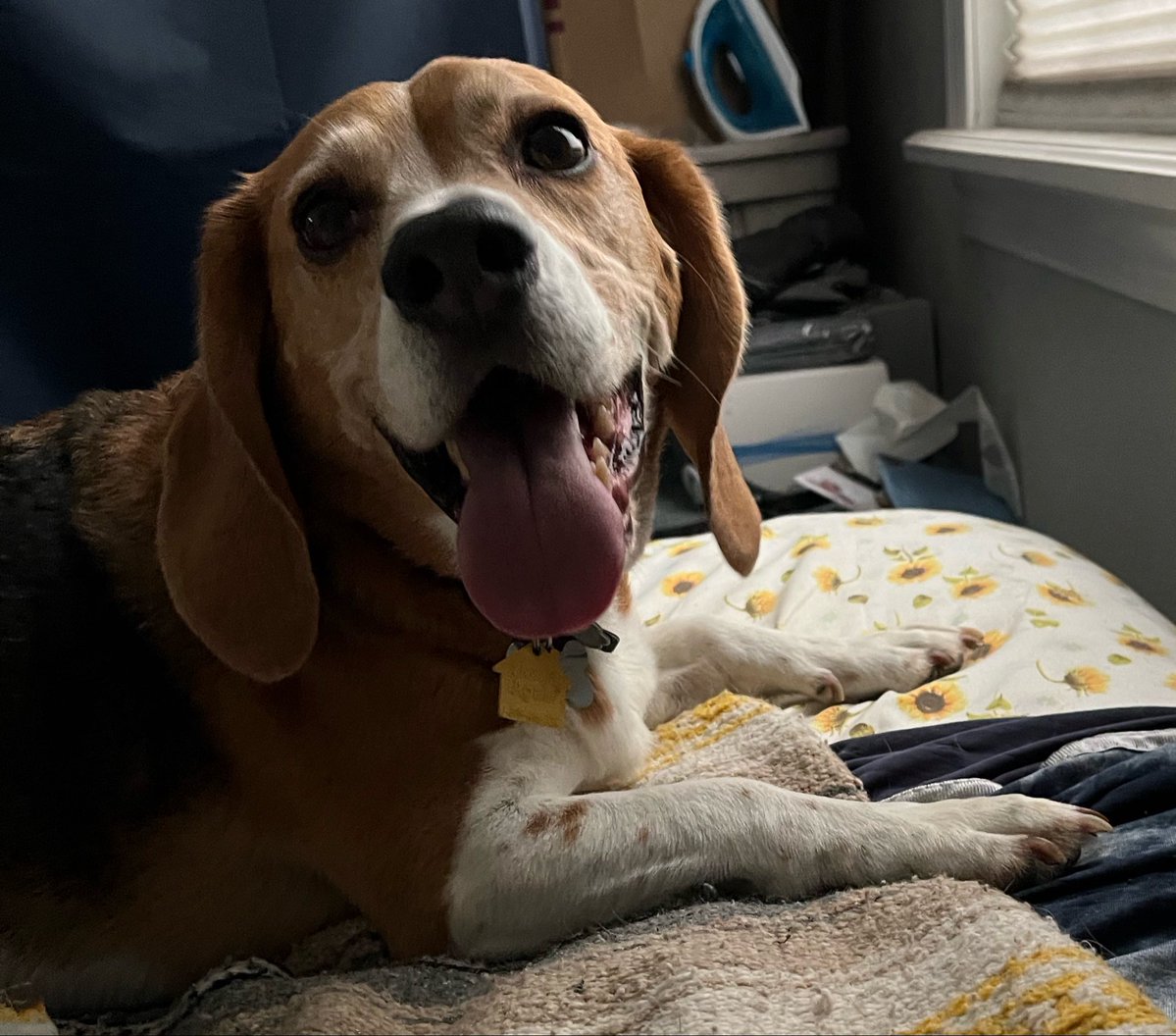 CoachRobynRab's tweet photo. Itβs Bagel The Beagle with another #TongueOutTuesday. π
π₯―πΆ #TOT #beagle #beagles #beaglesoftwitter #dog #dogs #dogsoftwitter #PAPups #DogsOfPA #DogsOfPennsylvania #PABeagles #houndsoftwitter #DogCommunity #CoopTroop https://t.co/Hgmpqfh9dk