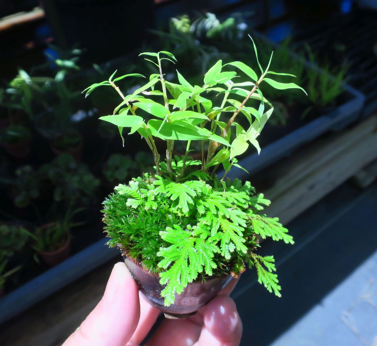 5cm_bonsai's tweet photo. 鳳凰竹（多分　これまで6，7種類竹・笹を集めた中では一番寒さに弱く成長緩慢です。綺麗なんですけどね。 https://t.co/TJouH0wd1R