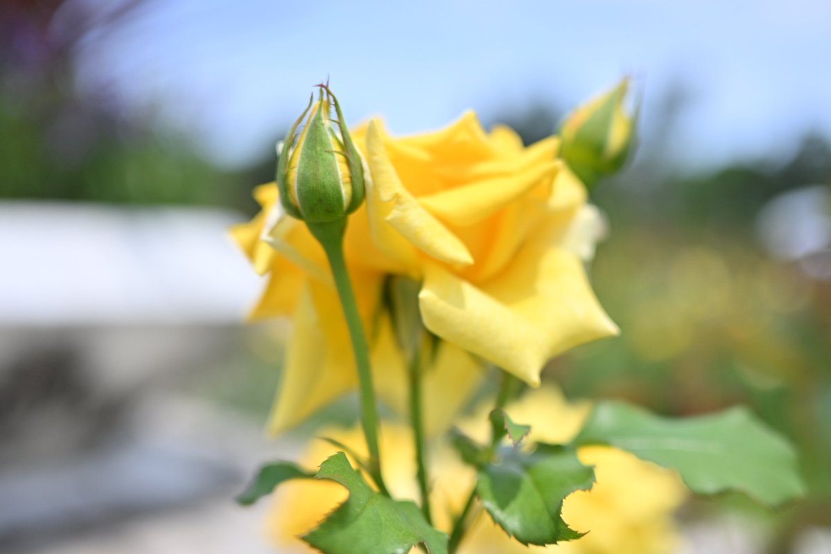 yr_ml8958's tweet photo. 今月は梅雨ということもあってカメラを持っておでかけにあまり行けませんでした。
梅雨が明けたらいろいろ撮影に行きたいな。
来月もよろしくお願いします🙇‍♀️

#写真4枚で6月を振り返る https://t.co/yNhyTVKX1L