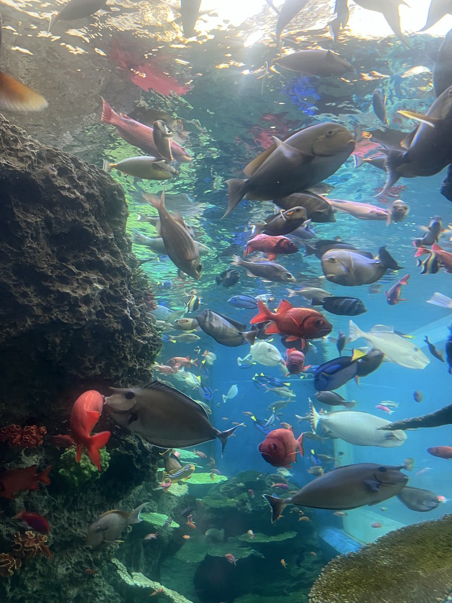 Jimo_fes's tweet photo. 千葉県鴨川市の観光地『鴨川シーワールド』🐬
海の生き物を見ると涼しくなります🌊
色鮮やかな生き物でいっぱい☺️

#鴨川シーワールド 
#水族館 https://t.co/H5rA1yTJN6